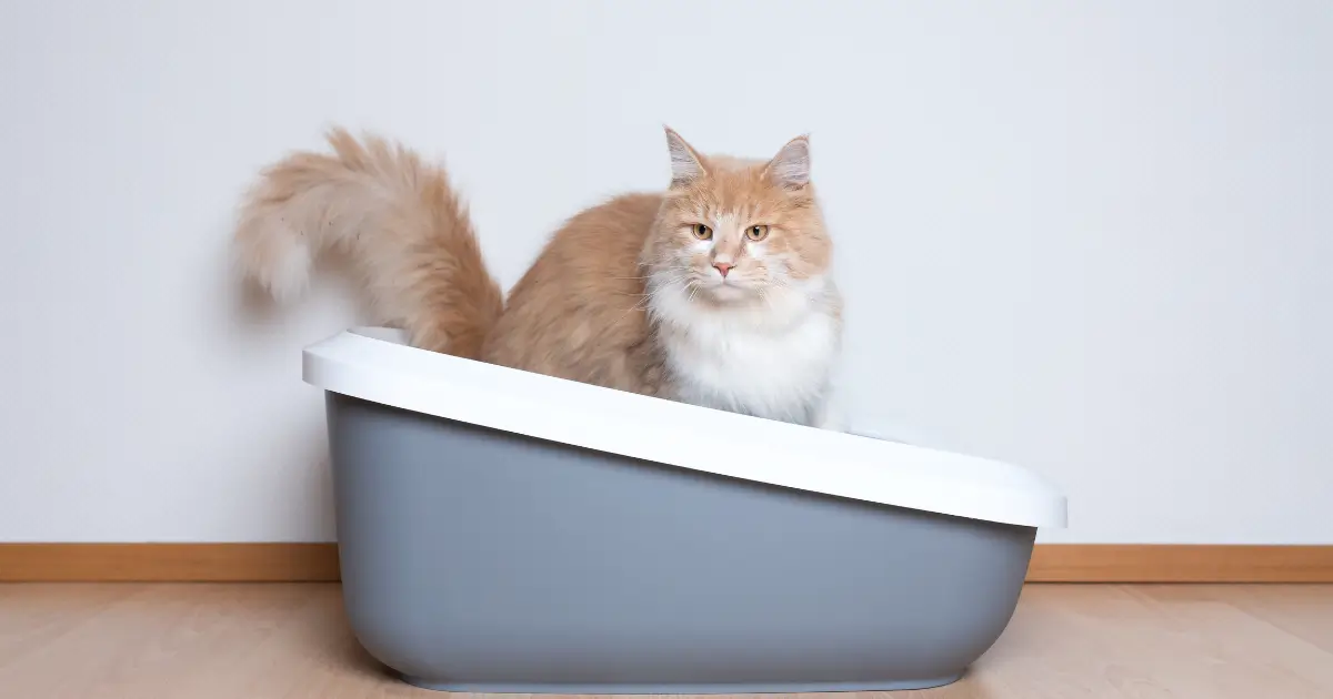 A clean, well-placed litter box setup for a stress-free environment for cats.